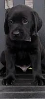 Duke  (Make Offer), a male Labrador Retriever for sale in Kissimmee, FL – 1 of 10