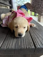 Tucker  , a male Labrador Retriever for sale in Kissimmee, FL – 8 of 9