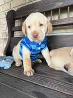 Max (Neg. Make offer), a male Labrador Retriever for sale in Kissimmee, FL – 8 of 10