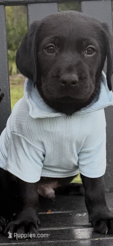 Dash – Labrador Retriever puppy for sale in Kissimmee, FL