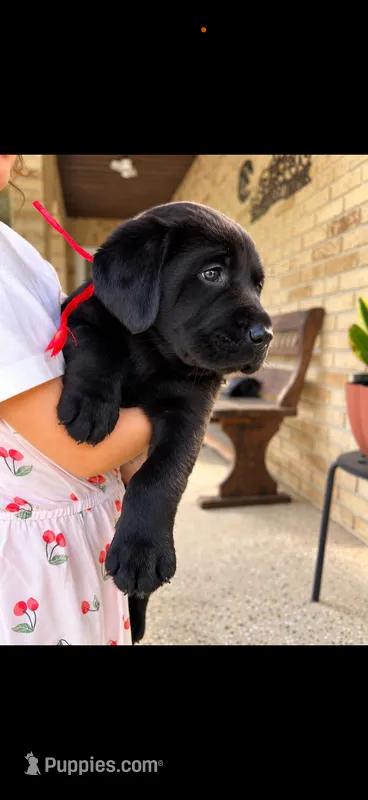 Dash – Labrador Retriever puppy for sale in Kissimmee, FL