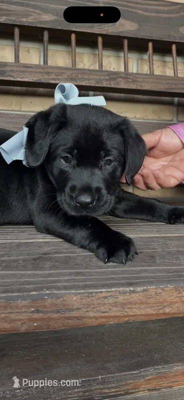 Duke Neg. – Labrador Retriever puppy for sale in Kissimmee, FL