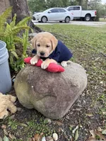 Bear Neg., a male Labrador Retriever for sale in Kissimmee, FL – Photo 2 of 10