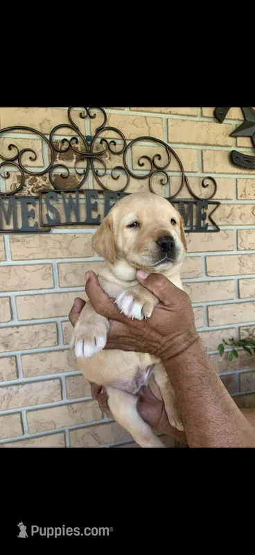 Bear – Labrador Retriever puppy for sale in Kissimmee, FL