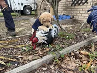 Bear Neg., a male Labrador Retriever for sale in Kissimmee, FL – Photo 7 of 10