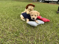 Bear Neg., a male Labrador Retriever for sale in Kissimmee, FL – Photo 5 of 10