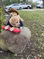 Bear Neg., a male Labrador Retriever for sale in Kissimmee, FL – Photo 3 of 10