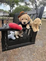 Bear Neg., a male Labrador Retriever for sale in Kissimmee, FL – Photo 1 of 10