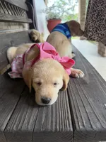 Bella  , a female Labrador Retriever for sale in Kissimmee, FL – 3 of 6