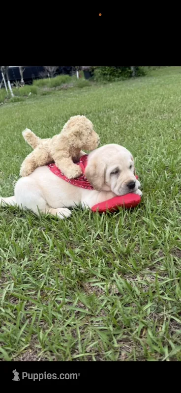 Rocky Neg. – Labrador Retriever puppy for sale in Kissimmee, FL