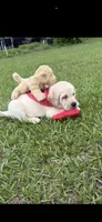 Rocky Neg., a male Labrador Retriever for sale in Kissimmee, FL – 1 of 4