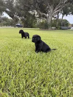 Dash, a male Labrador Retriever for sale in Kissimmee, FL – 8 of 8