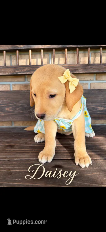 Daisy   – Labrador Retriever puppy for sale in Kissimmee, FL