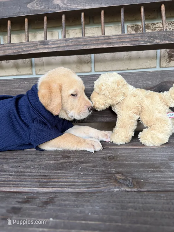 Cooper  (Neg. Make offer) – Labrador Retriever puppy for sale in Kissimmee, FL