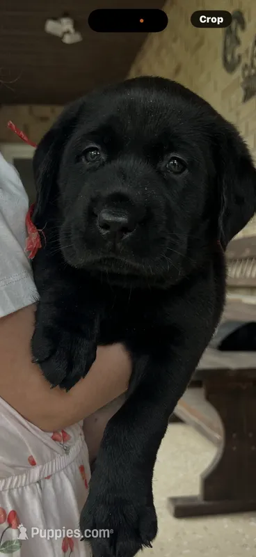 Dash Neg. – Labrador Retriever puppy for sale in Kissimmee, FL
