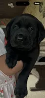 Dash Neg., a male Labrador Retriever for sale in Kissimmee, FL – 1 of 5