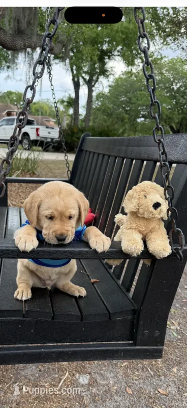 Cooper Neg. – Labrador Retriever puppy for sale in Kissimmee, FL