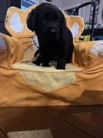 Duke  , a male Labrador Retriever for sale in Kissimmee, FL – 3 of 10