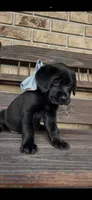 Duke Neg., a male Labrador Retriever for sale in Kissimmee, FL – 2 of 6