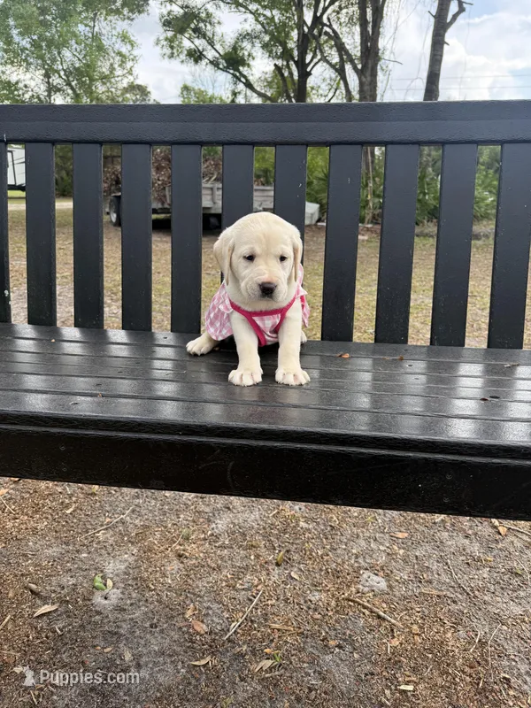 Luna Neg. – Labrador Retriever puppy for sale in Kissimmee, FL