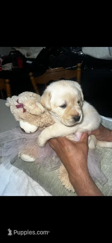 Luna – Labrador Retriever puppy for sale in Kissimmee, FL