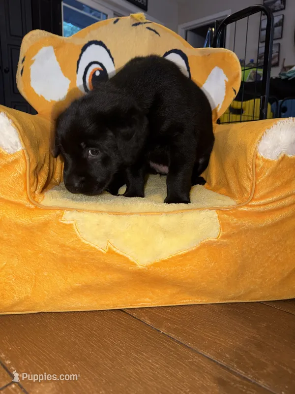Duke  (Neg. Make offer) – Labrador Retriever puppy for sale in Kissimmee, FL