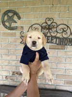 Tucker  , a male Labrador Retriever for sale in Kissimmee, FL – 6 of 9