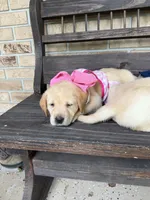 Bella  , a female Labrador Retriever for sale in Kissimmee, FL – 2 of 6