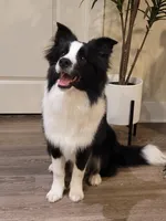 Jake, a male Border Collie for sale in Stillwater, OK – 4 of 4