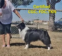 Jake, a male Border Collie for sale in Stillwater, OK – 3 of 4