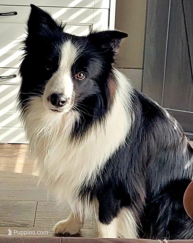 Jake – Border Collie puppy for sale in Stillwater, OK