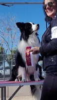 Jake, a male Border Collie for sale in Stillwater, OK – 2 of 4
