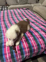 Elsa, a female Border Collie for sale in Waco, TX – 2 of 2