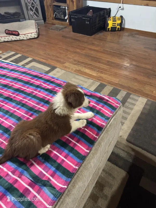 Nala – Border Collie puppy for sale in Waco, TX