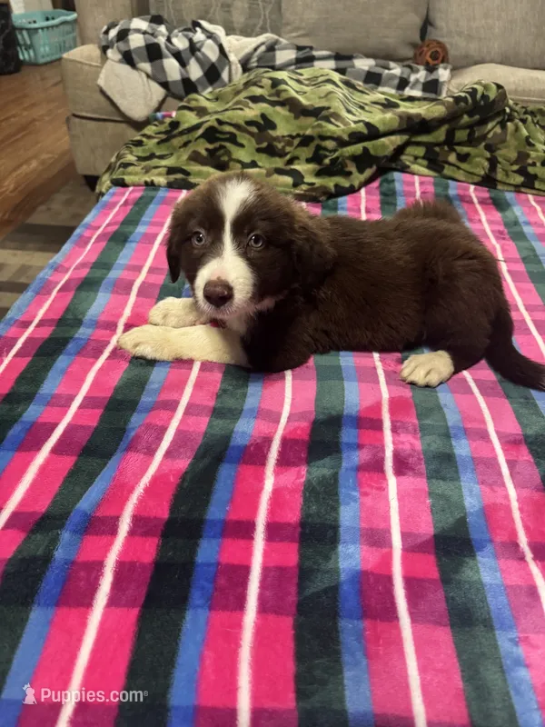 Lulu – Border Collie puppy for sale in Waco, TX