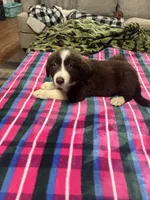 Lulu, a female Border Collie for sale in Waco, TX – 1 of 2