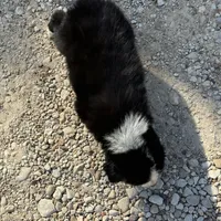 Bella , a female Australian Cattle Dog and Border Collie for sale in Waco, TX – Photo 2 of 3