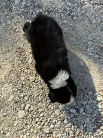 Bella , a female Australian Cattle Dog and Border Collie for sale in Waco, TX – Photo 2 of 3