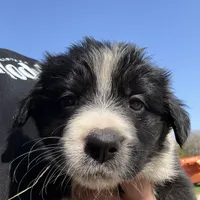 Bella , a female Australian Cattle Dog and Border Collie for sale in Waco, TX – Photo 1 of 3
