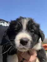 Bella , a female Australian Cattle Dog and Border Collie for sale in Waco, TX – Photo 1 of 3