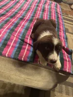 Lulu, a female Border Collie for sale in Waco, TX – 2 of 2