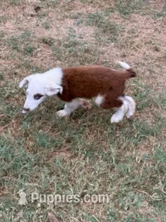 Jesse – Border Collie puppy for sale in Waco, TX