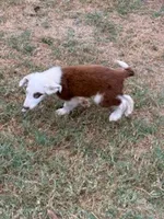 Jesse, a male Border Collie for sale in Waco, TX – 1 of 7