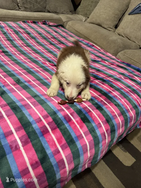 Elsa – Border Collie puppy for sale in Waco, TX