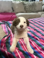 Jasmine, a female Border Collie for sale in Waco, TX – Photo 2 of 3