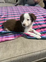 Jasmine, a female Border Collie for sale in Waco, TX – Photo 3 of 3