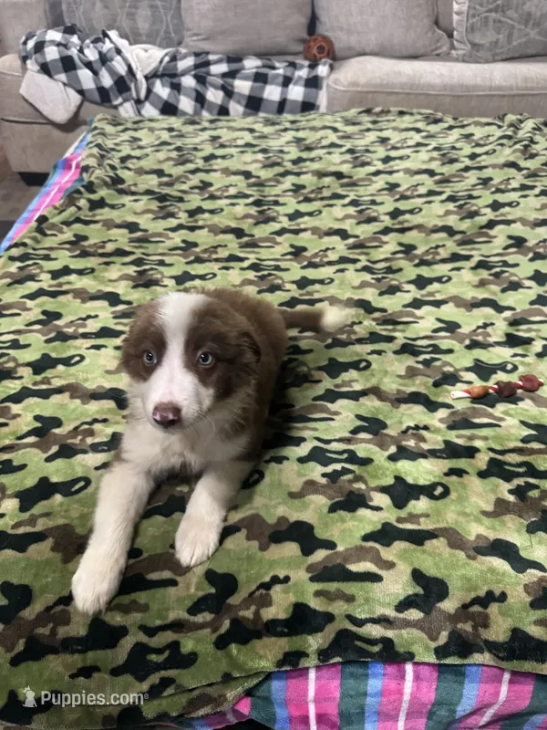 Buzz – Border Collie puppy for sale in Waco, TX
