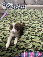 Buzz, a male Border Collie for sale in Waco, TX – 1 of 2