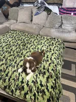 Simba , a male Border Collie for sale in Waco, TX – 2 of 2