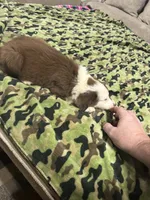 Luke, a male Border Collie for sale in Waco, TX – 2 of 2